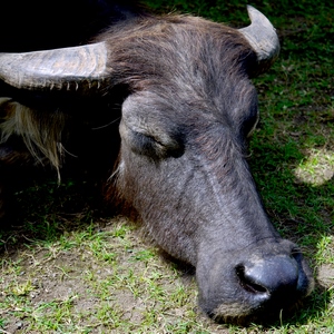 Vache endormie - Bali  - collection de photos clin d'oeil, catégorie animaux